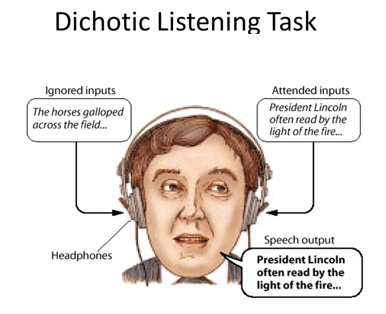 Theories of Selective Attention in Psychology 2 dichotic listening task