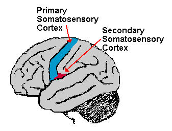 Somatosensory Cortex Function and Location 1 somatosensory