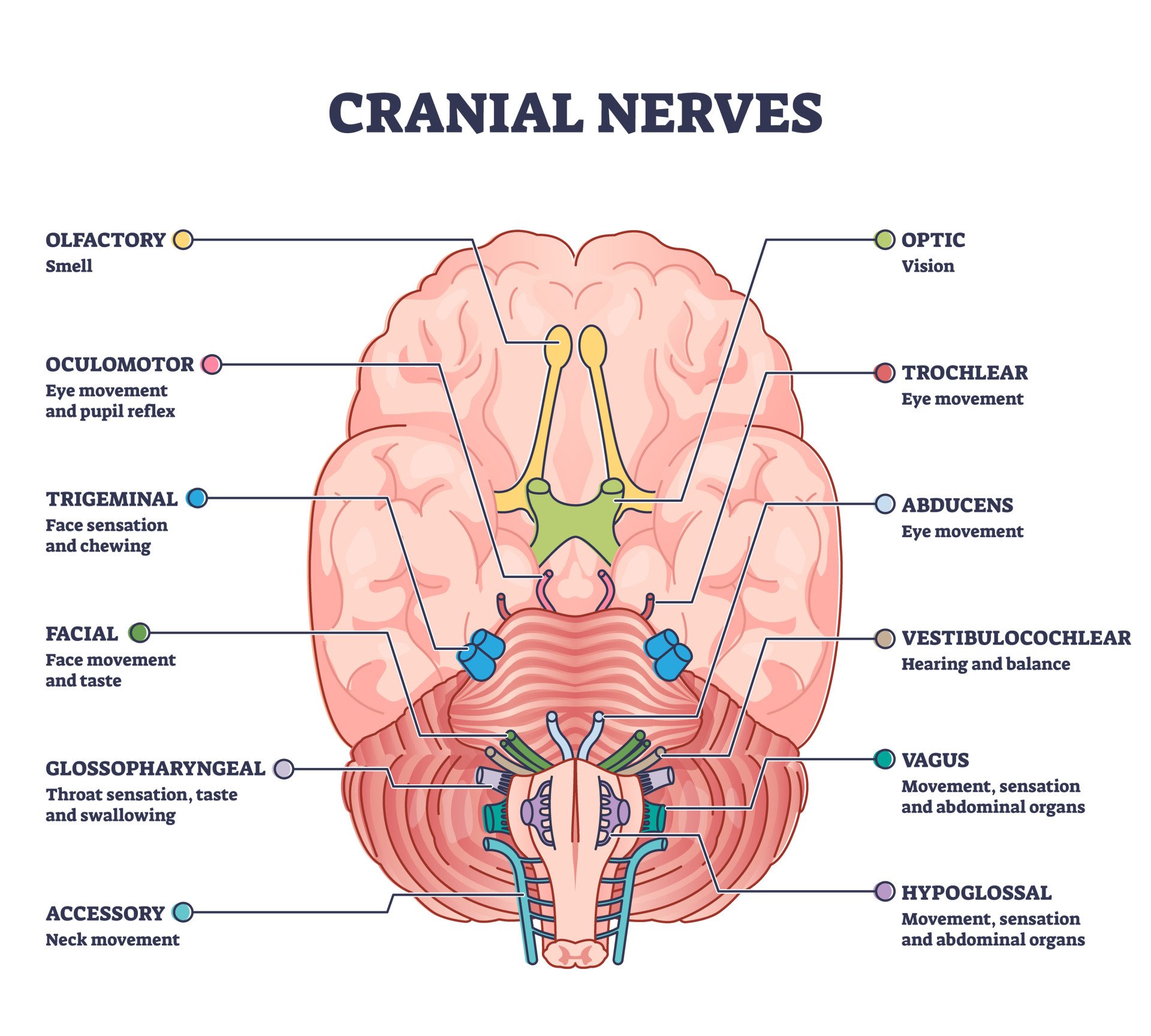 Summary of the Cranial Nerves 1 Cranial nerves pairs with anatomical sensory functions in outline diagram. Labeled educational collection with neurology brain system and how nerve relay information to human body vector illustration.