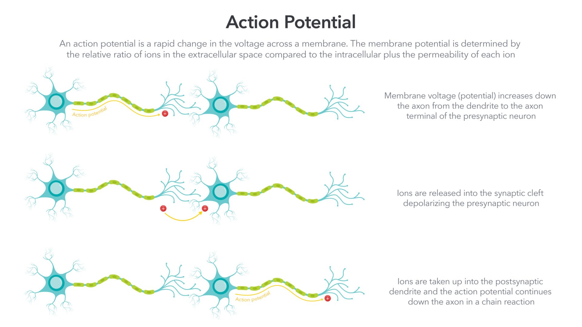 Action Membrane Potential an infographic with diagram of neurons and descriptions of how action potential works on the neurons