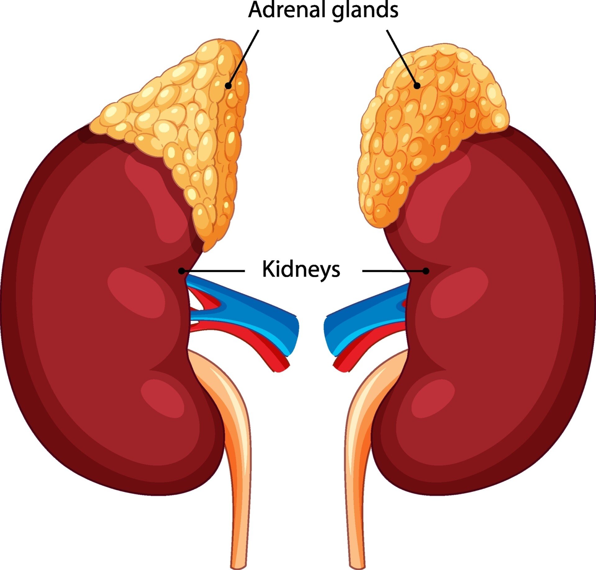 Diagram of the adrenal glands on top of the kidneys.
