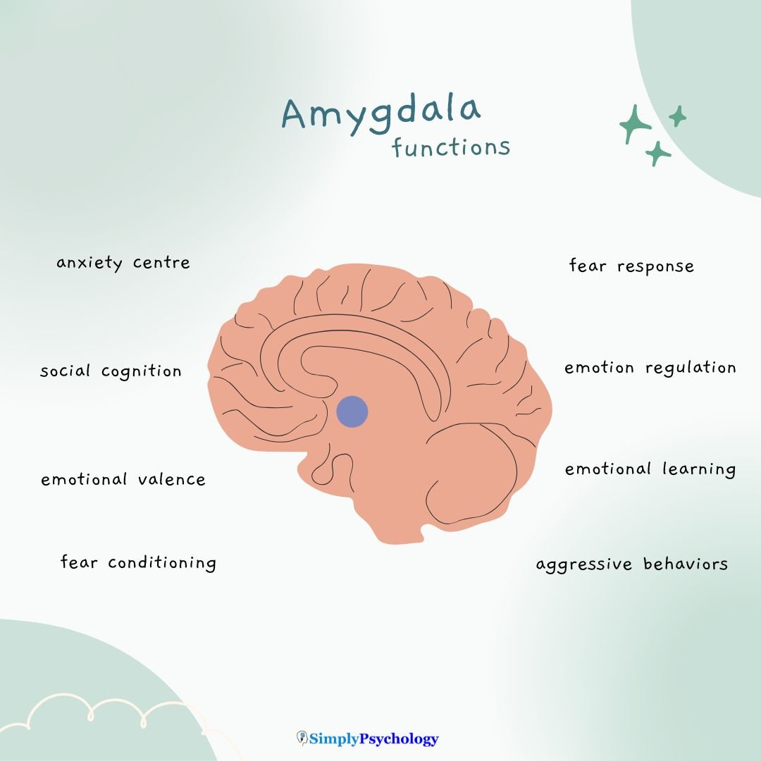 An infographic titled amygdala functions. outline of a brain in the centre with the area of the amygdala highlighted in blue. functions of the amygdala labelled surrounding the image such as fear conditioning, emotional learnings, and fear response