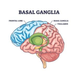 Basal Ganglia 3 basal ganglia 1