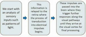 Bottom-Up Processing: Definition and Examples 7 bottom up processing