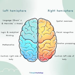Lateralization of Brain Function & Hemispheric Specialization 23 Diagram comparing left and right brain hemisphere functions, highlighting language, logic, spatial reasoning, and emotion processing.