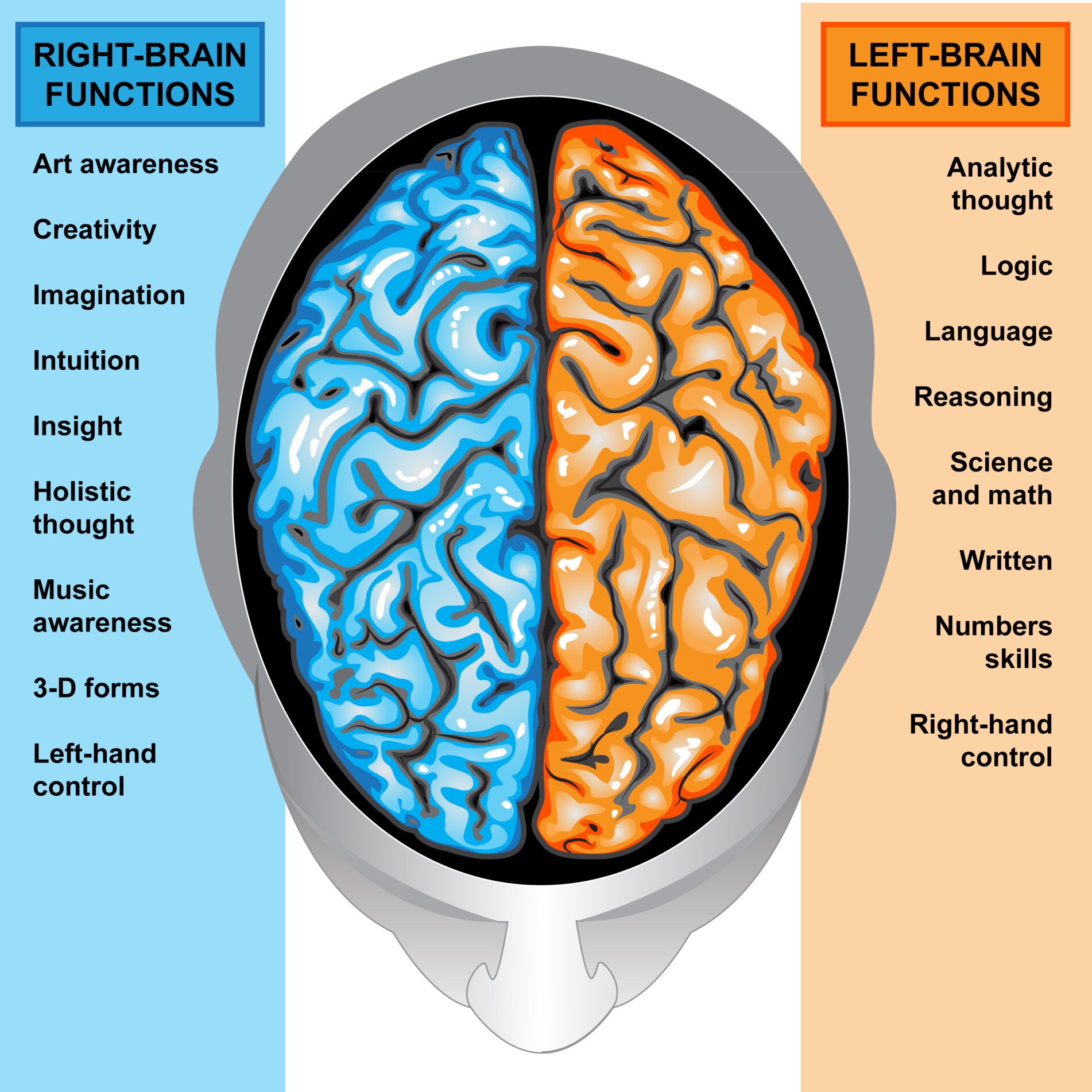 Lateralization of Brain Function & Hemispheric Specialization 1 brain lateralization