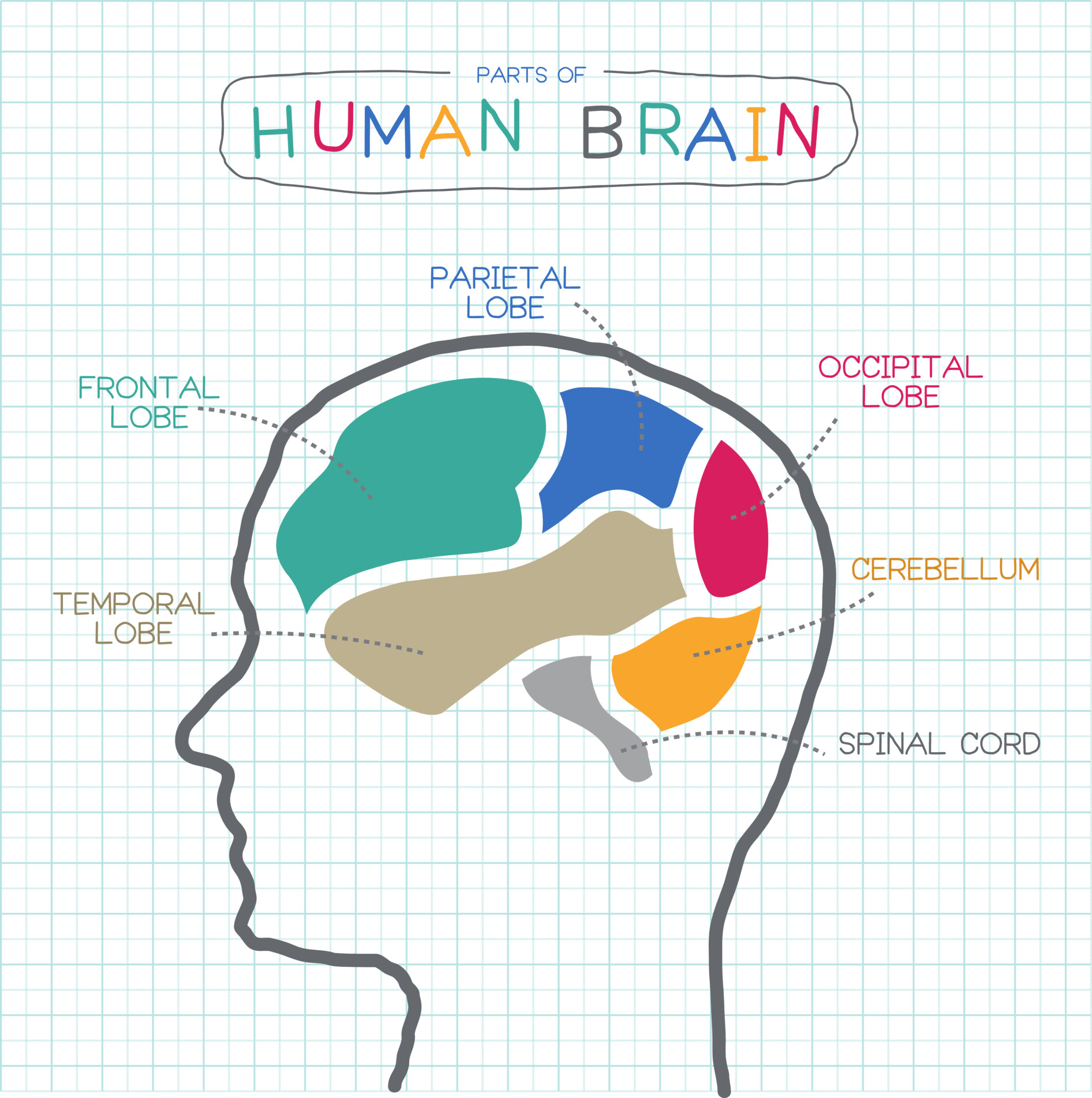 brain-lobes brain lobes