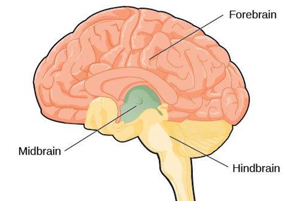 Divisions of the Brain: Forebrain, Midbrain, Hindbrain 1 brain structure