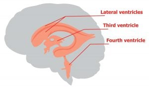 Ventricles of the Brain 27 brain ventricles