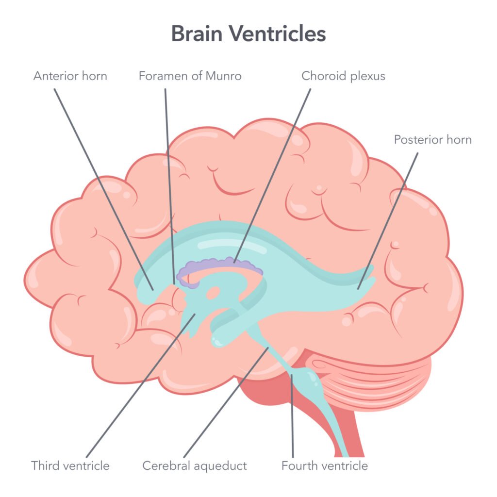 Ventricles of the Brain 6 an illustration of the brain's ventricles with labelled parts