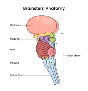 Brainstem: Parts, Functions, & Significance 2 Illustration of the brain stem with labels of the anatomical parts.