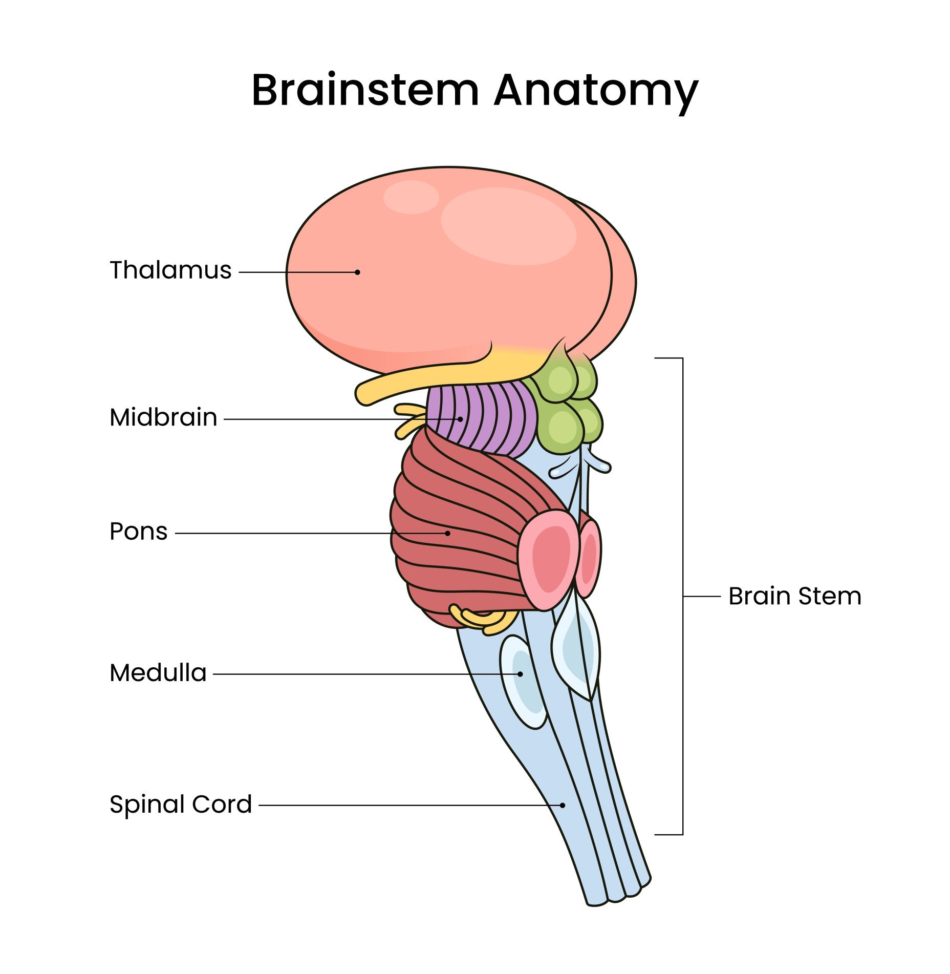 Brainstem Anatomy Illustration of the brain stem with labels of the anatomical parts.
