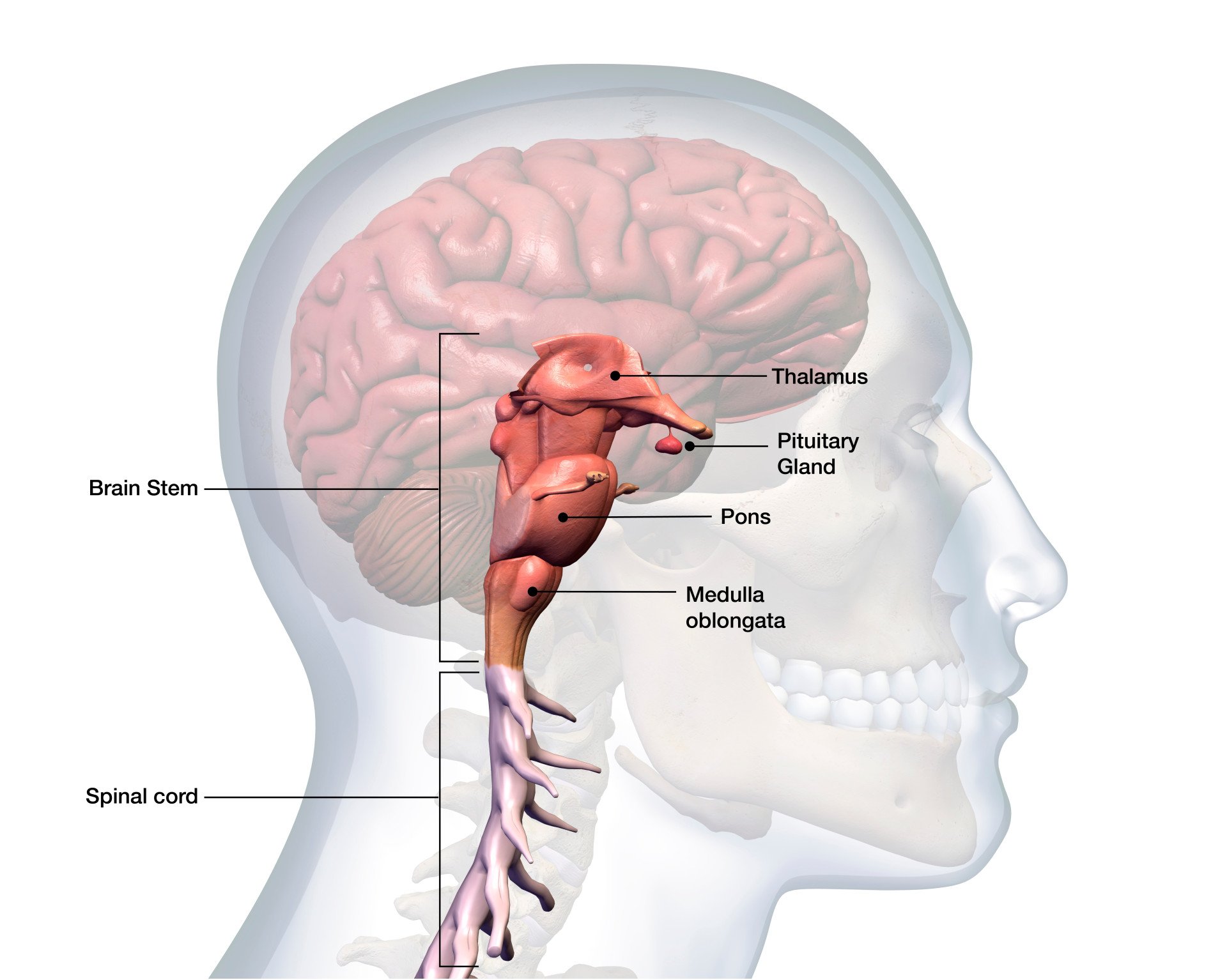 Brainstem Diagram of the midbrain and the brain stem with labelled anatomical parts.