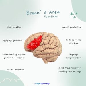 Broca’s Area of the Brain: Function and Location 25 A mindmap infographic with a brain with Broca's area highlighted in red. Functions of this area surround the brain such as speech production, language comprehension, and action imitation.