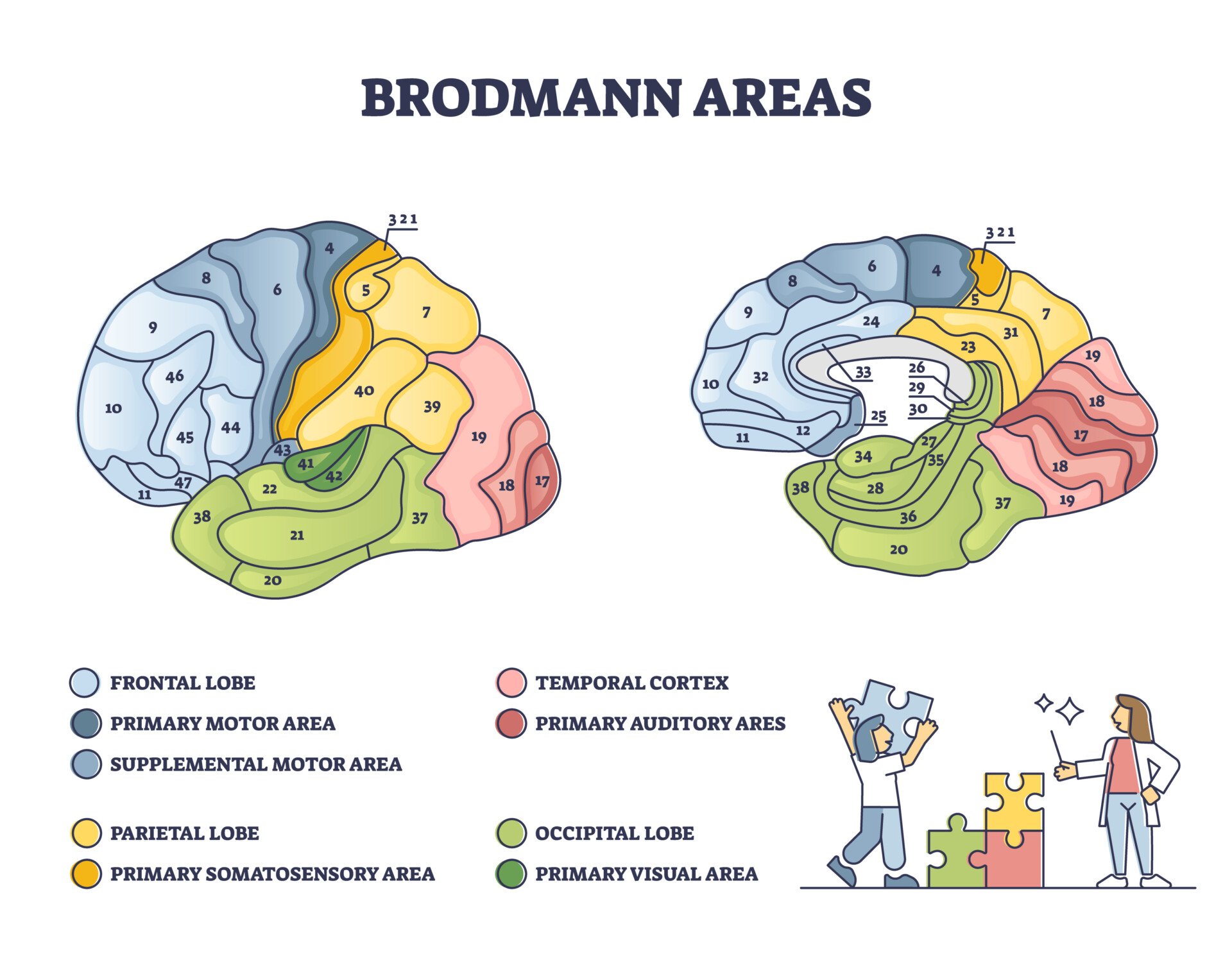 Brodmann-areas-map Brodmann areas as anatomical brain region zones of the cerebral cortex outline diagram. Labeled educational cytoarchitecture and histological structure and organization of cells vector illustration.
