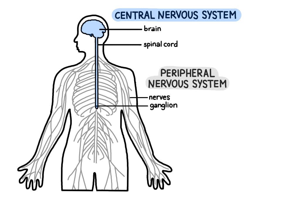 Peripheral Nervous System (PNS): Parts and Function 1 central and peripheral nervous system