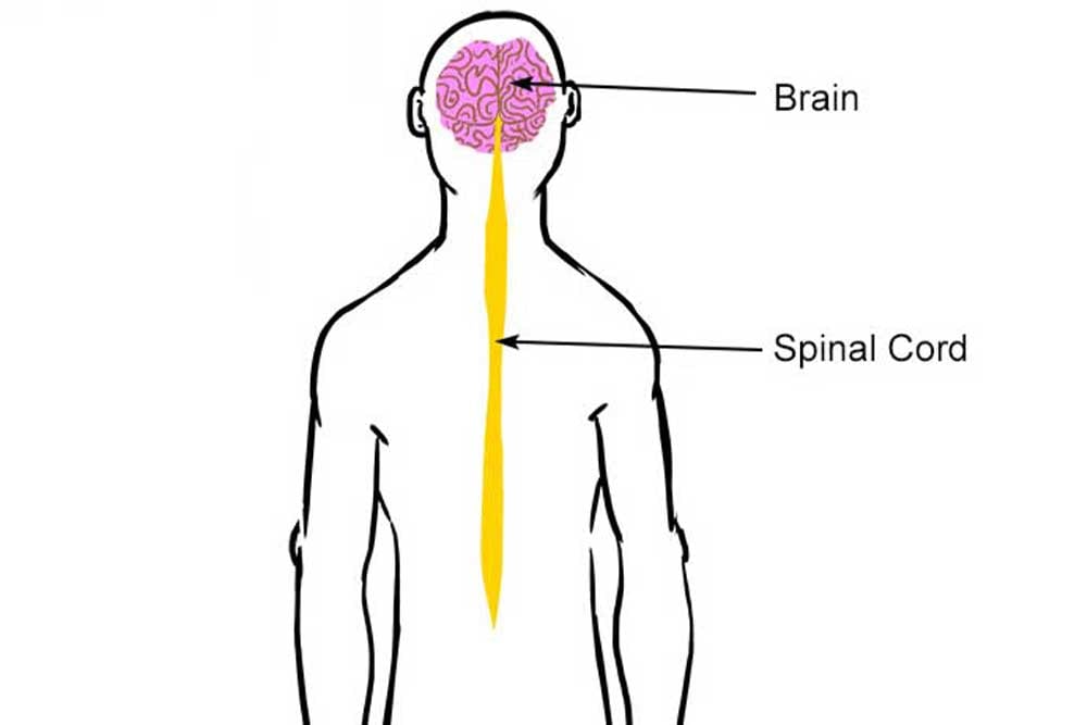 Central-nervous-system2 Central nervous system2