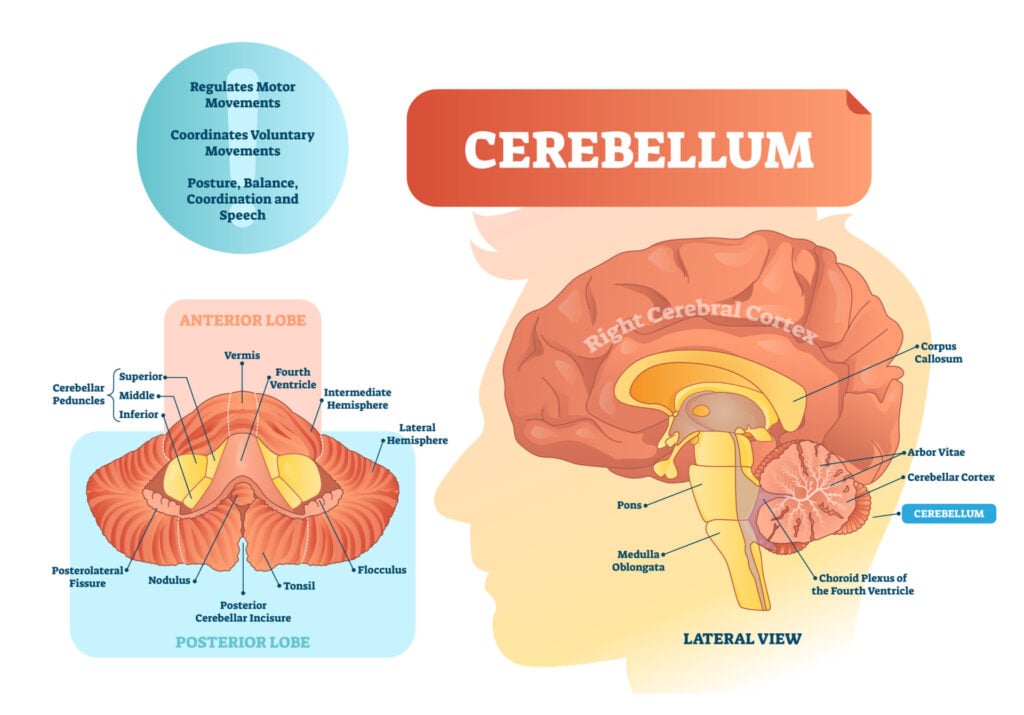 Cerebellum: Functions, Structure, and Location 1 Cerebellum 2