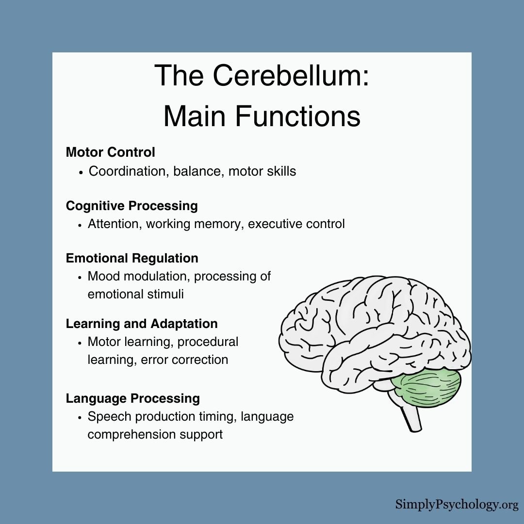 Cerebellum Function An infographic outlining some of the main functions of the cerebellum alongside a greyscale image of the brain with the cerebellum highlighted in green
