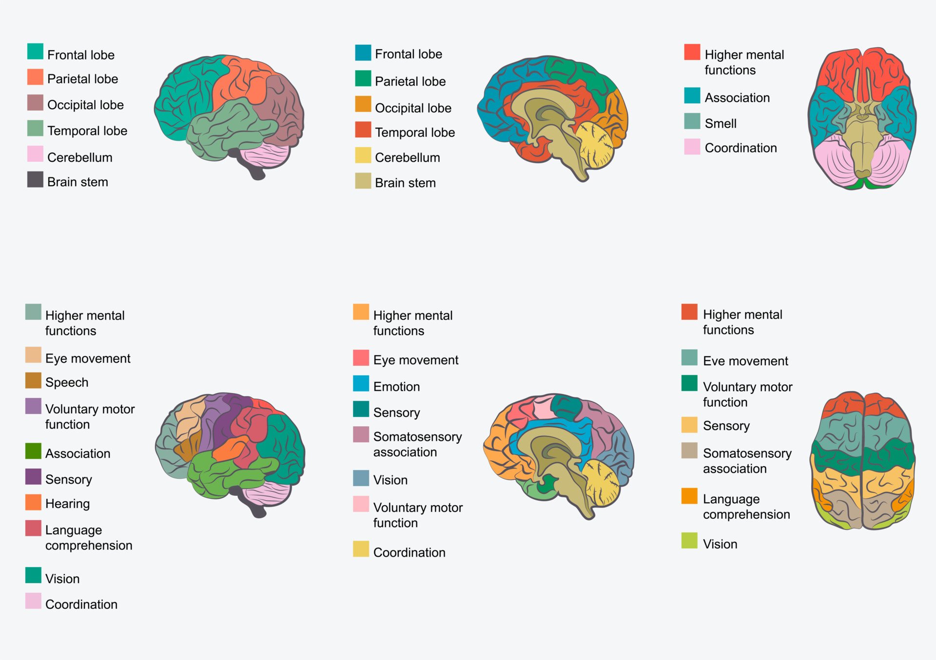 brain function 6 images of the brain, outlining different areas using colours, to explain the different areas and functions.