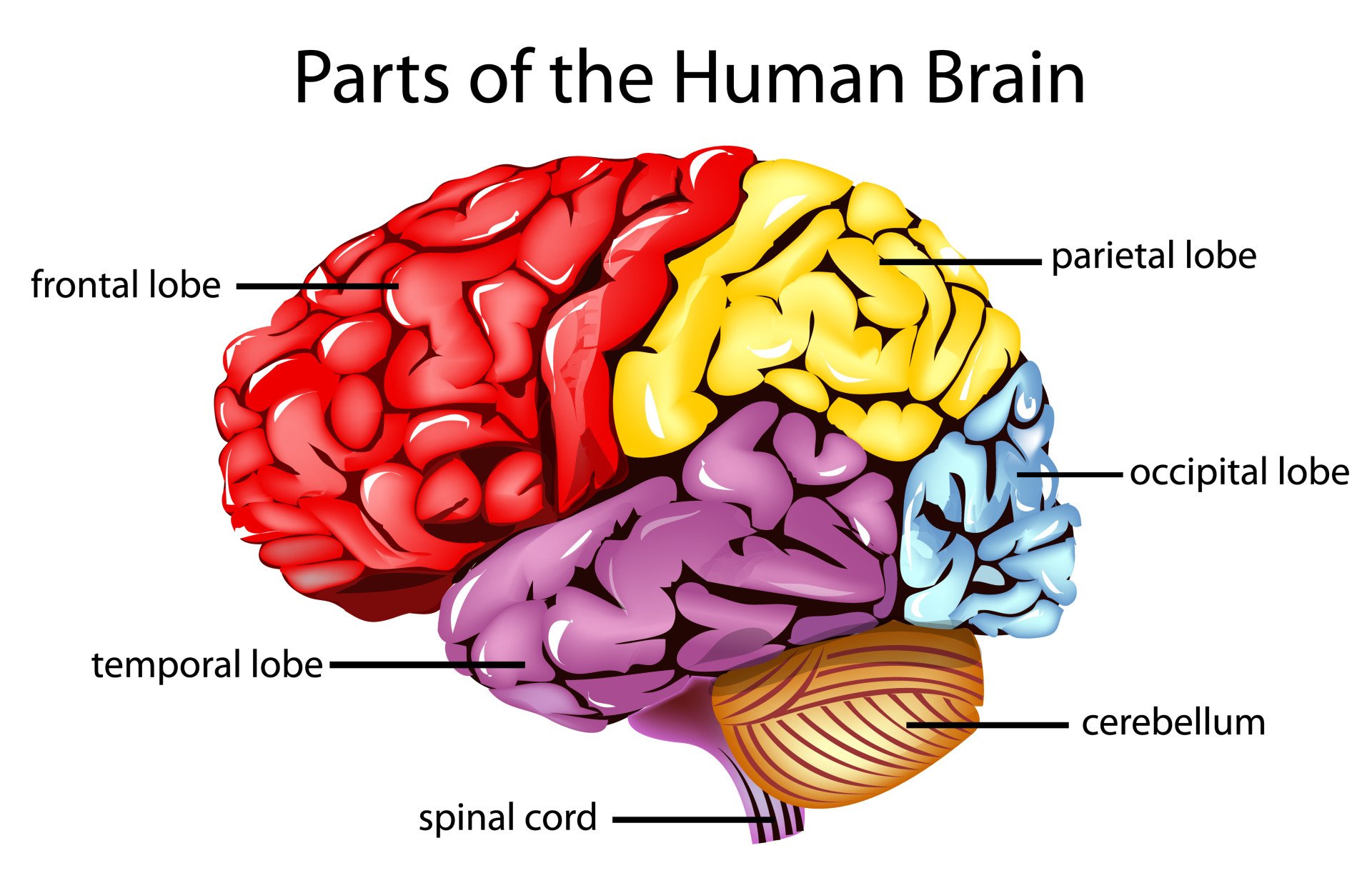 Structure and Function of the Central Nervous System 3 cerebral hemispheres