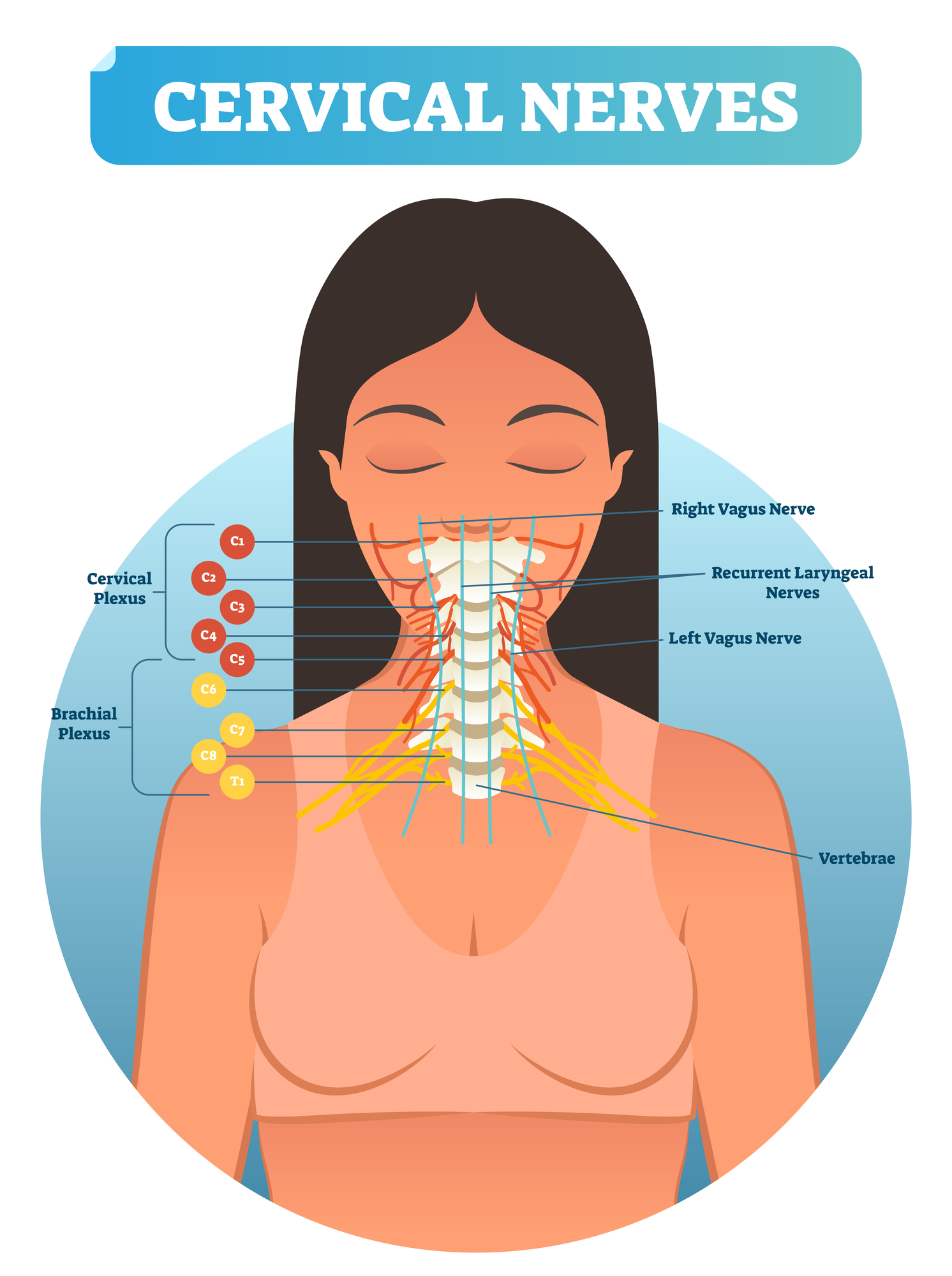 Spinal Nerves: Anatomy, Function, Diagram, Number, & Facts 3 Cervical nerves