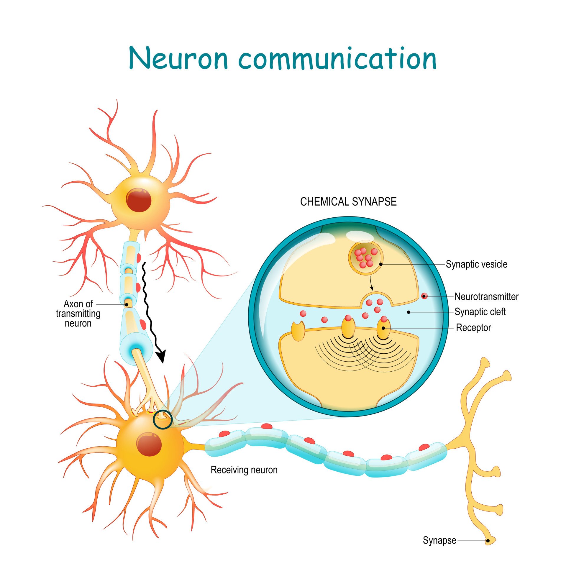 Chemical Synapse Neuron Communication Transmission of the nerve signal between two neurons with axon and synapse. Close-up of a chemical synapse
