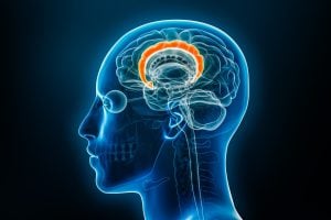 An x-ray image of the head with the cingulate cortex highlighted in orange, located deep and central to the brain.