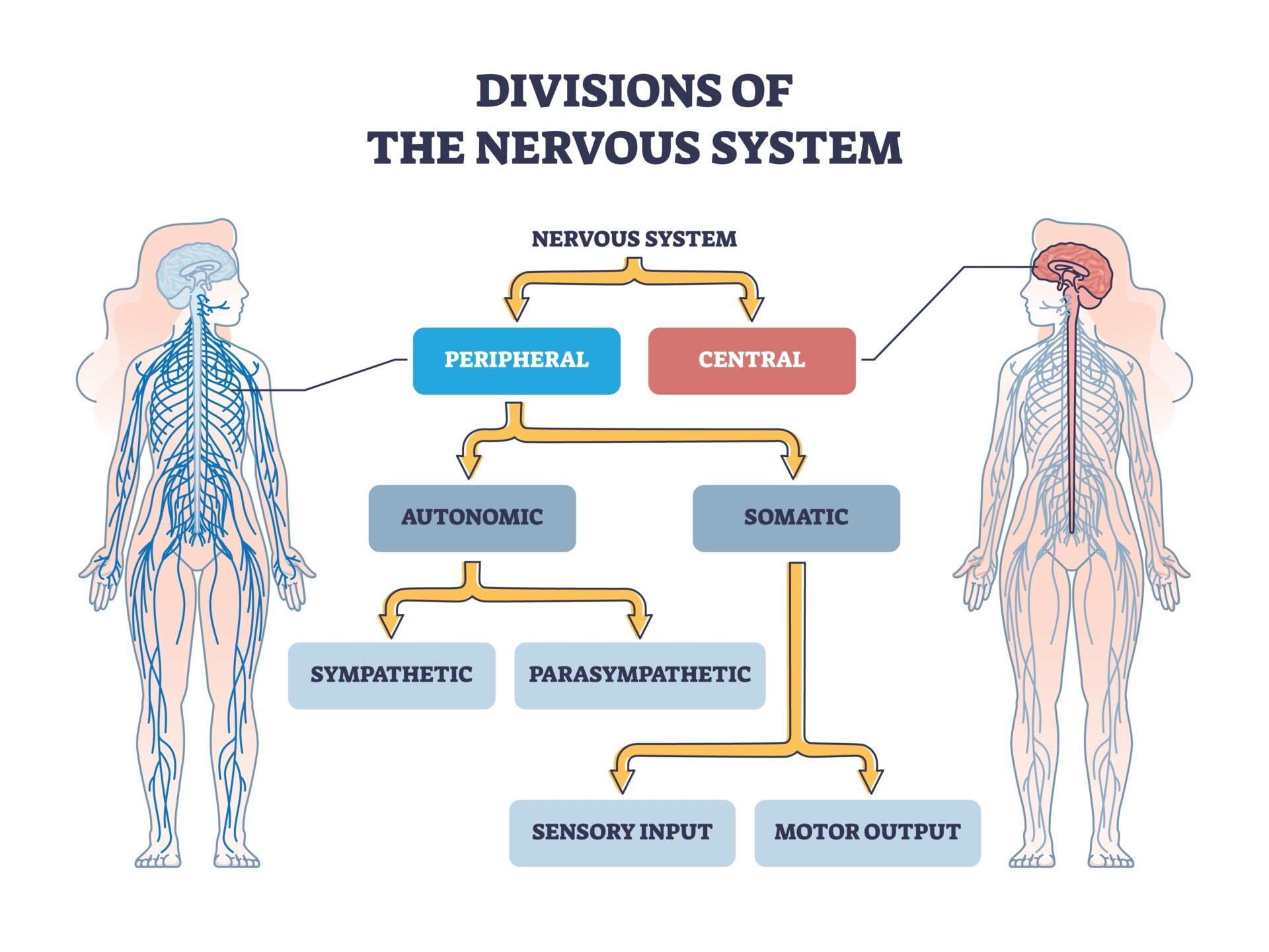 CNS PNS A flow diagram outlining the branches of the nervous system, with two outlines of bodies highlighting the central and peripheral nervous system