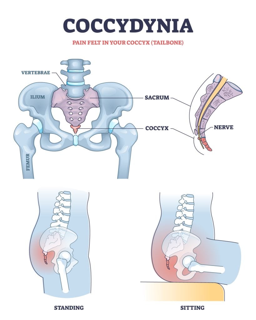 Spinal Nerves: Anatomy, Function, Diagram, Number, & Facts 6 Coccygea Nerves