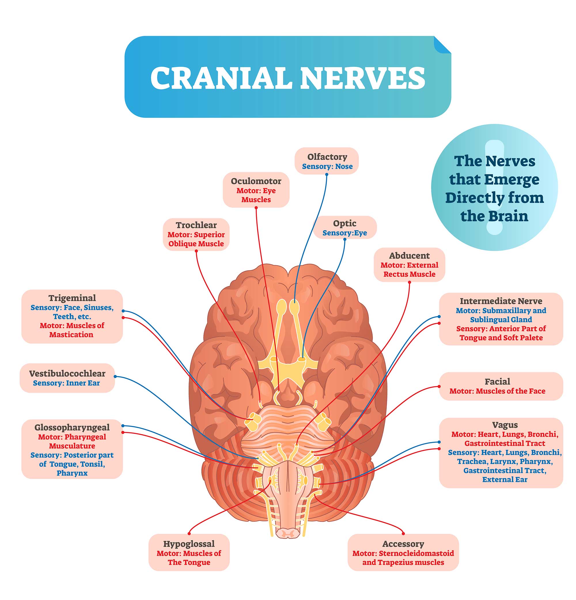 Peripheral Nervous System (PNS): Parts and Function 6 cranial nerves