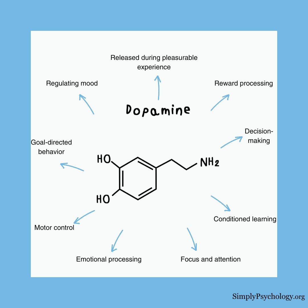 Dopamine Function The chemical structure of dopamine in the centre and functions of dopamine pointing off such as decision-making, motor control, and reward processing.