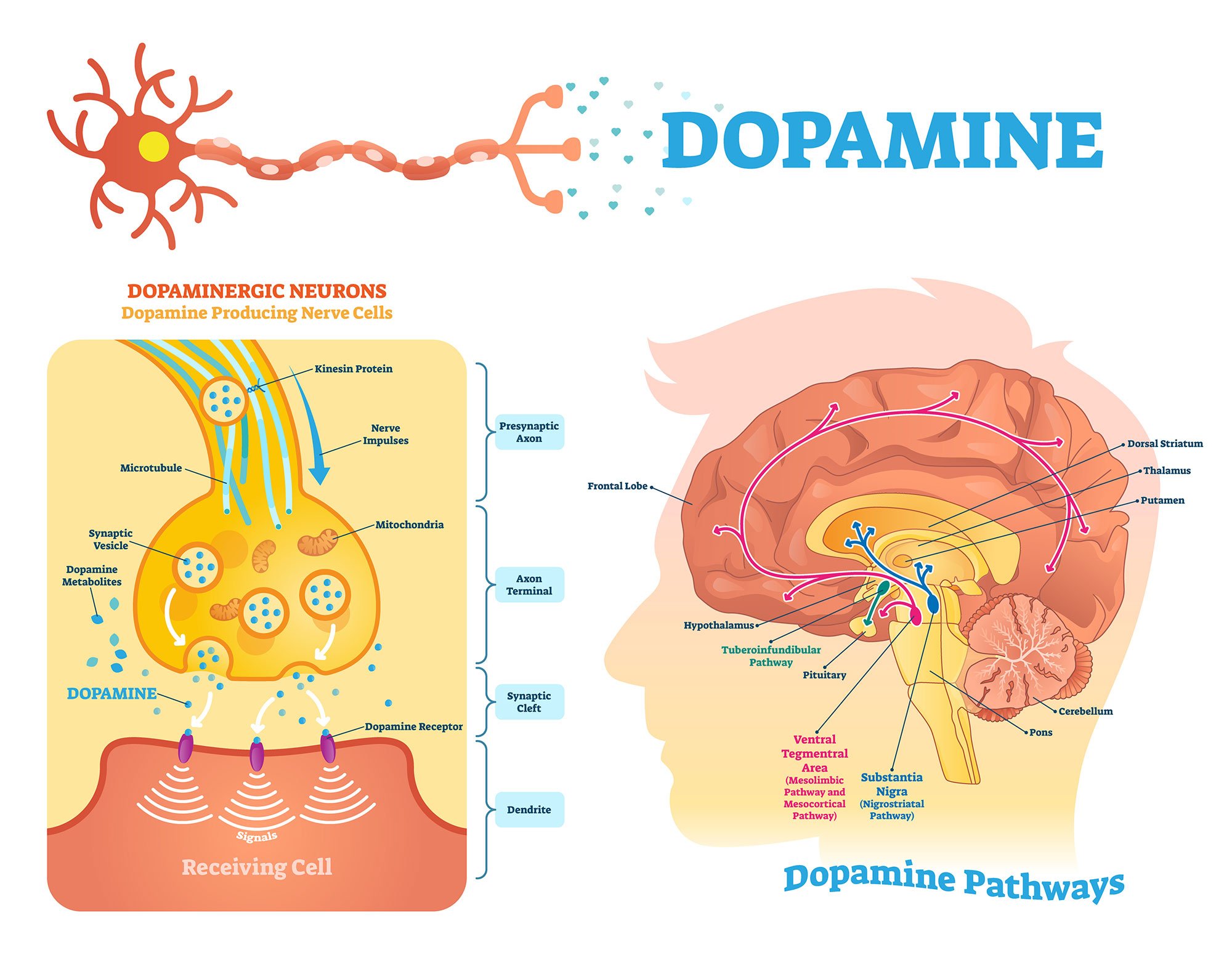 Dopamine Dopamine