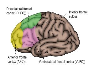 diagram of the brain with the dorsolateral prefrontal cortex labelled.