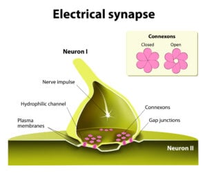 Chemical Vs Electrical Synapse 17 A diagram of a close up of an electrical synapse.