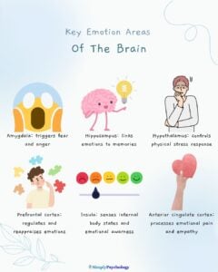 Which Part Of The Brain Controls Emotions? 7 Infographic titled "key emotion areas of the brain" with brief descriptions of 6 key areas alongside associated images such as the amygdala, hippocamps, and prefrontal cortex.