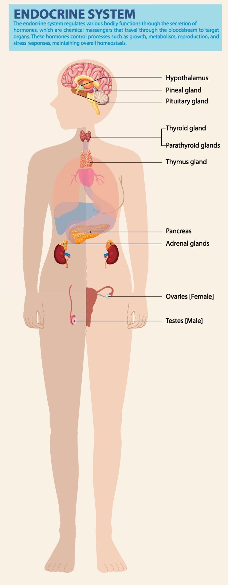 endocrine-system endocrine system