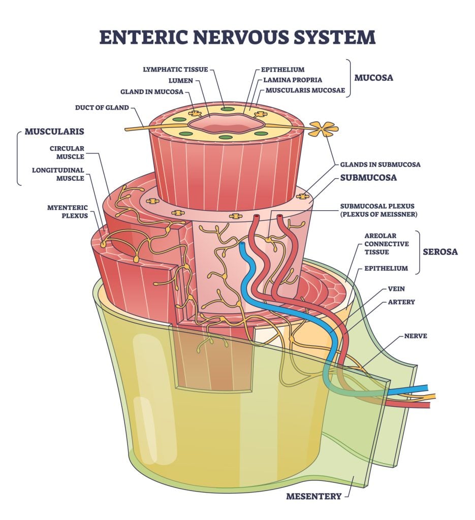 Autonomic Nervous System (ANS): What It Is and How It Works 4 Enteric nervous system