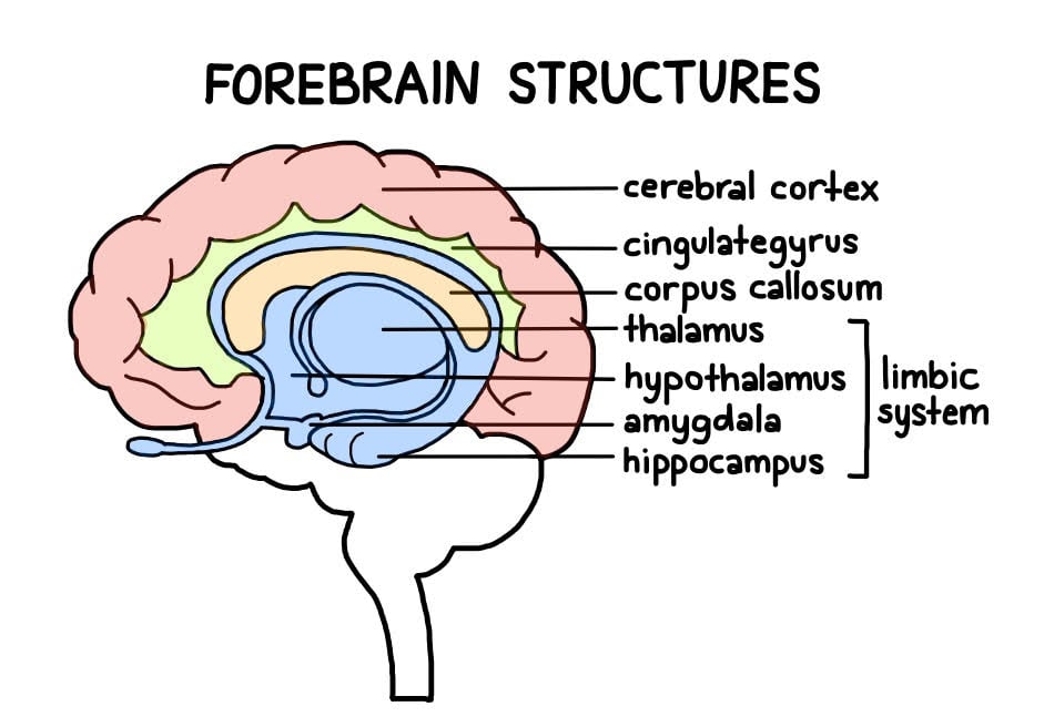 Divisions of the Brain: Forebrain, Midbrain, Hindbrain 2 forebrain