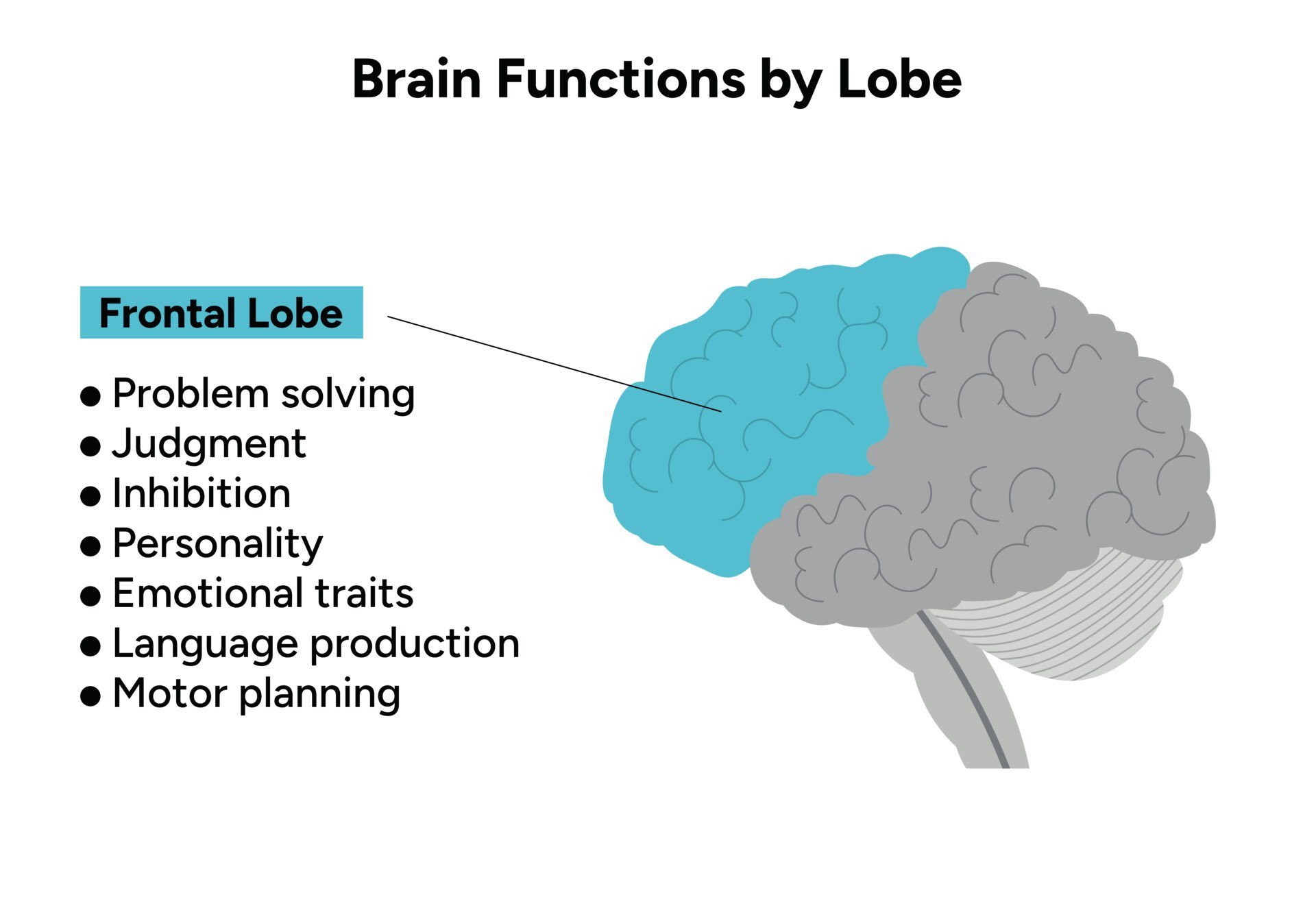 frontal-lobe frontal lobe 2