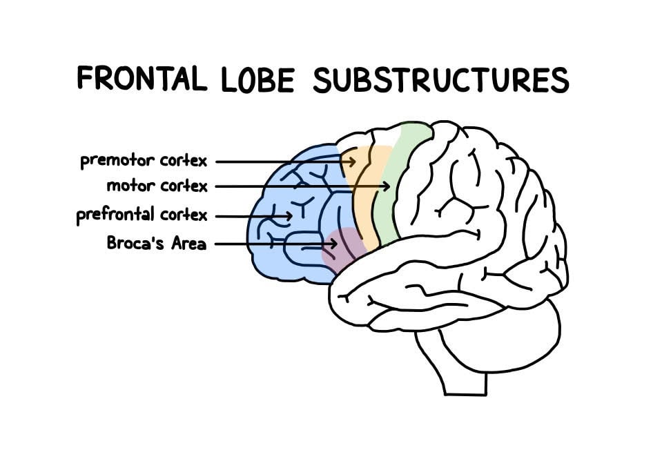 frontal lobe