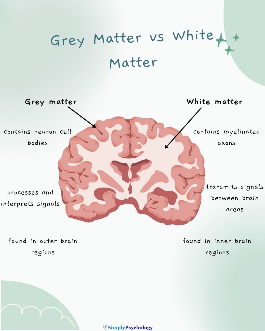 Greay Matter Vs White Matter A mindmap of a brain slice showing grey and white matter alongside differences.
