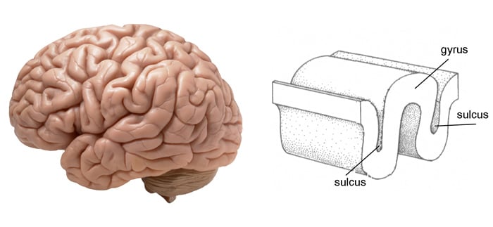 Gyri and Sulci of the Brain 1 gyrus and sulcus