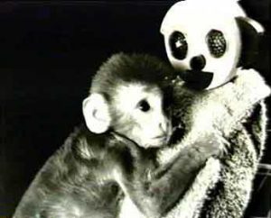 Harry Harlow Theory & Rhesus Monkey Experiments in Psychology 14 harlow monkey