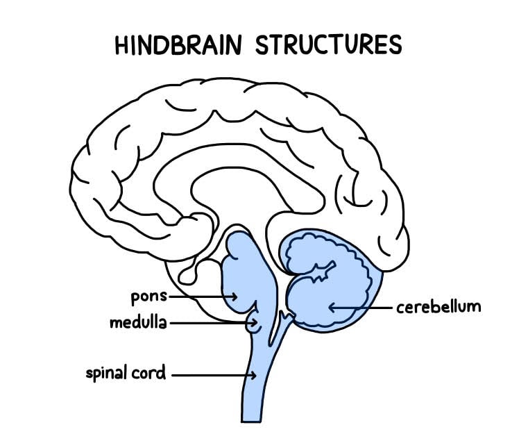 Divisions of the Brain: Forebrain, Midbrain, Hindbrain 5 hindbrain