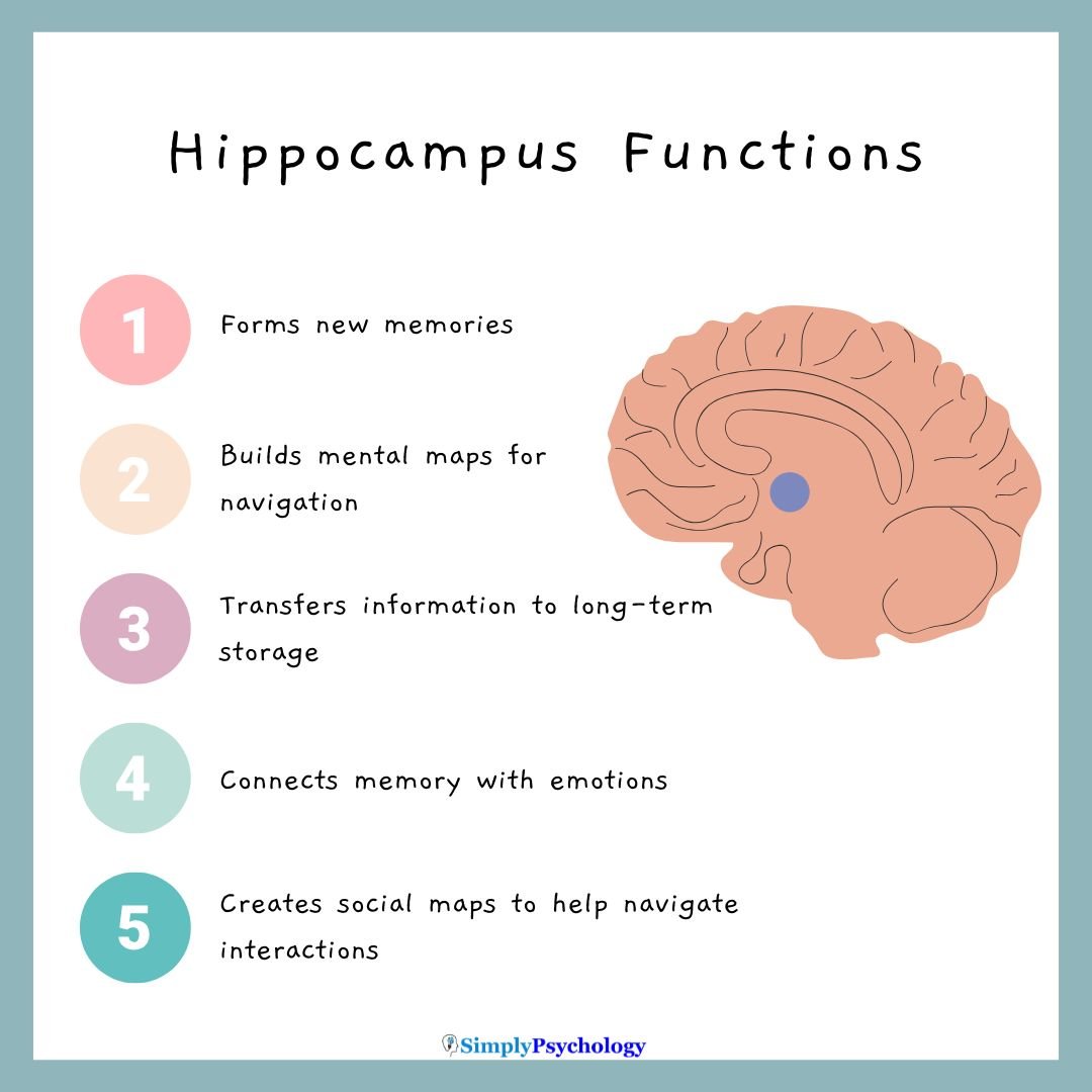 Hippocampus Function The outline of a brain with the hippocampus location highlighted. 5 functions of the hippocampus in a list next to it: 1. forms new memories, 2. builds mental maps for navigation, 3. transfers information to long-term storage, 4. connects memory with emotions, and 5 creates social maps to help navigate interactions.