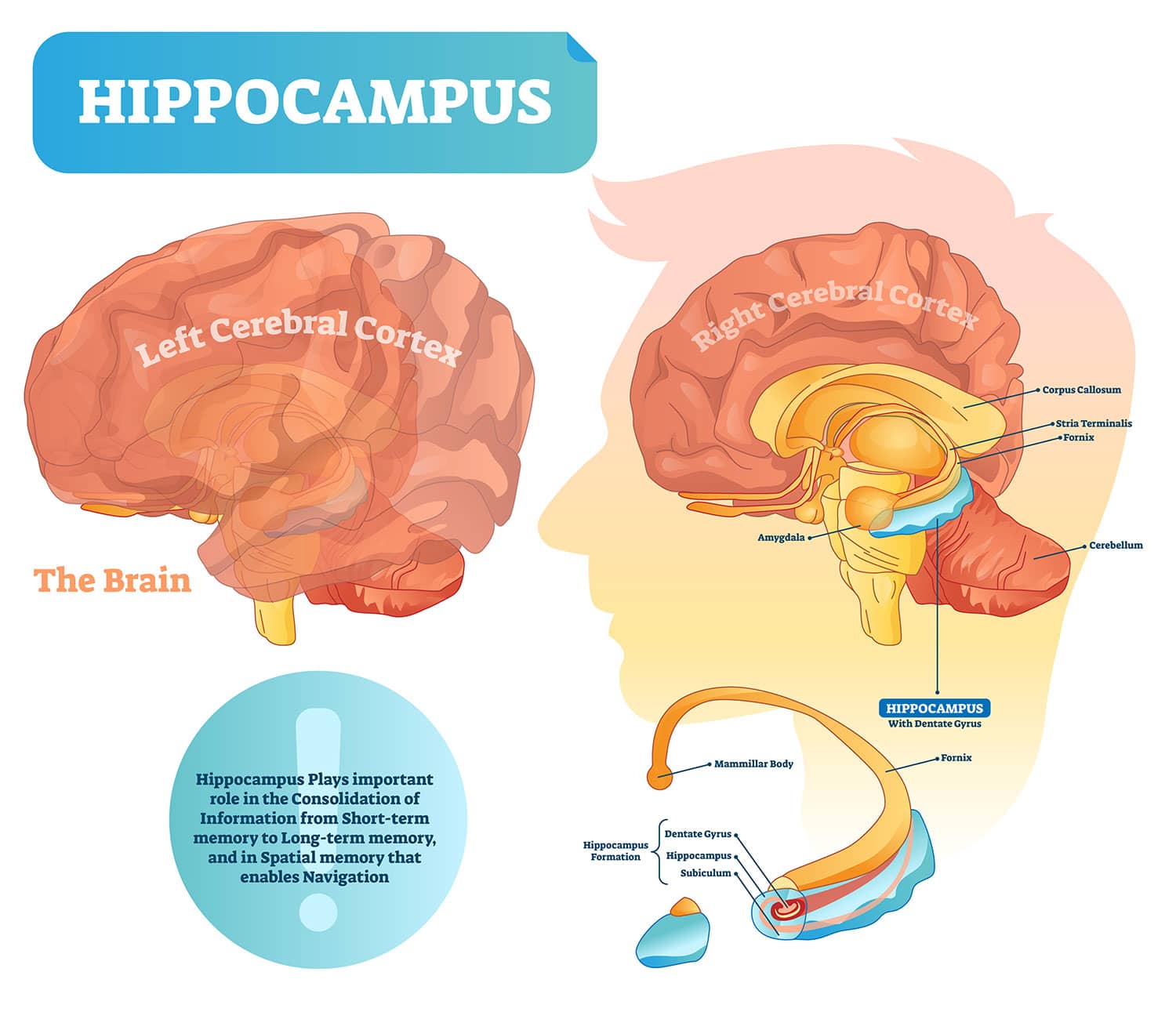 Hippocampus Anatomy, Function, Location and Damage 2 hippocampus2