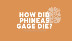 How Did Phineas Gage Die? 5 How Did Phineas Gage Die 1