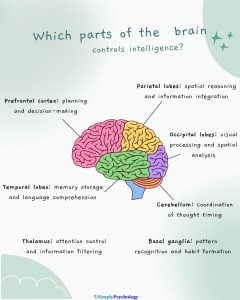 A mindmap infographic with a brain in the centre and labels showing areas where intelligence is controlled such as the prefrontal cortex, temporal lobe, and thalamus.