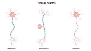 What Are Interneurons And Their Functions? 9 interneuron function